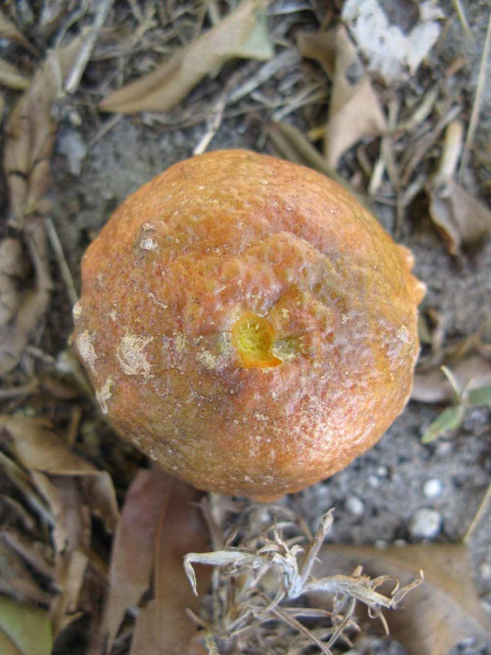            Fruit (Winter Haven, FL)   